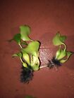 12     beautiful Water Hyacinths Floating Pond  Plants   3 Free Water Lettuce 