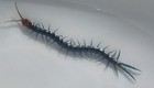 Rare- One  1  Live Super Blue      Phase Juvenile Polymorpha Centipede 1 5 -2 Inch