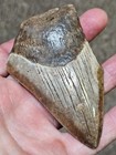 3 1 2  Authentic Prehistoric Megalodon  Fossil Shark Tooth Teeth 100  Authentic 