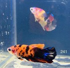 Betta Nemo Koi Multicolor Breeding Pair Live Fish High Quality  241
