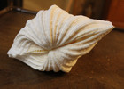 Whole Giant Clam Shell 2 Piece Matched Pair 8  Long X 5  Tridacna Gigas Seashell