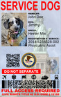 Service Dog Id Ada Personalized Plastic Single Sided 