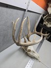 Wild 11 Point 134-1  Whitetail Deer Skull European Decor Man Cave Taxidermy Buck