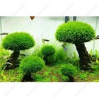 Moss Tree Fish Aquarium Tank Driftwood Decor Bonsai Ornament Landscaping No Moss