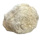 Natural White Bowl Coral 16  Wide 10  Tall 7 44 Lb Extra Large Mushroom Brain