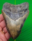 4 60      Megalodon Shark Tooth Real Fossil Sharks Teeth -  No Restoration