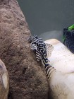 L129 Zebra Pleco  Hypancistrus Sp   Exotic Freshwater Aquarium Fish Catfish 2-3 