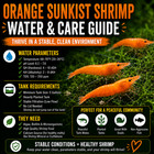 20 4 Orange Sunkist Shrimp Live Neocaridina Freshwater Aquarium Shrimp