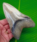 5 27    Megalodon Shark Tooth  Real Fossil - Xl A Grade Specimen - Top 1  Quality