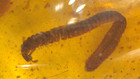 4 Burmese Amber Fossils With Millipede And Variety Of Insects Dinosaur Age