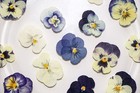 16pcs Real Pressed Dried Pansies violas Flowers Collection Fss508