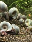 5 3 Free - Blue Leopard Ramshorn Live Snails Freshwater Aquarium