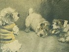Antique Sealyham Terrier  Dog Picture Cecil Aldin 1934  a Figure Of Fun  Framed