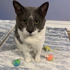Stringy Mice   Balls - Catnip Cat Toys  Interactive  Colorful Plush Toys  Fun   