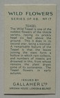 Wild Flowers Series 48 No 17 Teasel Gallaher Tobacco Card