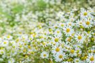 Roman Chamomile Seeds  Ground Cover Teas   Medicine  Non-gmo  Variety Sizes Sold