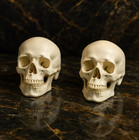Human Skull Replica - 1 1 Medical Scan Anatomical-study Gem