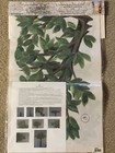 Tatouage Decorative Transfer Designs Apple magnolia Tree  270928