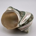 Polished Green Turban Seashell Turbo Marmoratus 4 5      Coastal D  cor