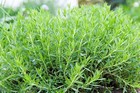 500 Tarragon Seeds   Sale Free Shipping Non Gmo Heirloom