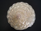  pearled  Beauty   astraea Undosa 114 1mm 4 3 4  turban Seashell
