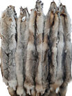 Eastern Coyote Pelt  lg-1x 