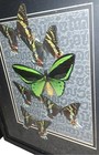 Real Butterfly Taxidermy Framed Birdwing Sunset Moth Urania Ripheus Wall Art