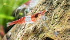 20 2 Red Rili - Freshwater Neocaridina Aquarium Shrimp  Live Guarantee