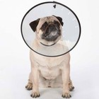Elizabethan Dog Collar Cone  Medical Wound Heal  Total Pet Health   Xs S M L Xl