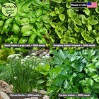 Basil  Oregano  Parsley  Chives Seeds Set  Culinary Herb  Non-gmo  Free Shipping