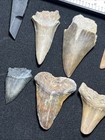 Lot Of 10 Colorful Hastalis Lesser White Fossil Shark Teeth Summerville  Sc