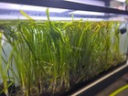 10 Gallon Bundle 10 Aquatic Plants