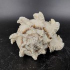 Natural Frilly Murex Sea Shell Spiky White Pink Brown Beach Nautical Decor 4 25 