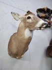 Diy Deer Mount Taxidermy No Antlers Whitetail Horns Skull Shed Cabin Decor