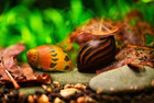 Assorted Nerite Snails Live Freshwater Aquarium Snails 6 Pack Algae Eaters