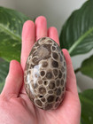 Polished Petoskey Stone - 7 5 Oz -fossilized Rugose Coral -hexagonaria Percarina