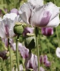 Buy 1 Get 1 Free 10 000 Seeds  Real English White An Purple Edible P Somniferum 