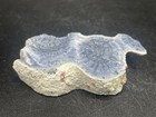 Blue Coral 29g
