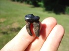 Top Quality Dire Wolf Molar Tooth Florida Fossils Ice Age Extinct Saber Cat Jaw