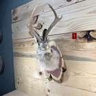       authentic Jackalope Taxidermy Mount     Original Wyoming Folk Art     Lodge Decor