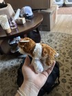 Ty Beanie Babies Rowdy Plush Dog Retired 2009 