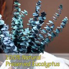 Preserved-dried-eucalyptus-stems 16-17  Natural Blue-green 16pcs  Blue-green 