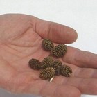 Mini Red Alder Pine Cones - Tiny Pine Cones  Great For Seasonal Decoration Or Cr