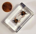 43mm Real Spiny Spiders Pair In Lucite Arachnoids Taxidermy Science Education