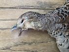 Hen Ringneck Pheasant Full Skin 2 Wings Tail Feet Fly Tying Taxidermy Wall Art