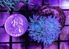 Wysiwyg 4 Head Duncan Coral Frag Live Lps Reef Tank Aquarium - Free Shipping