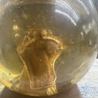 Vintage Taxidermy Rattlesnake Head In Nature Gems Paperweight Please See Photos 