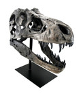 Tyrannosaurus Skull Pre Historic Dinosaur Bone Big Sculpture Head Trex Large New