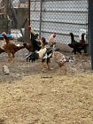 12 Indio Gigante Chicken Hatching Eggs  Greenfire Farms Stock 
