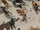Vintage Breyer Horse Lot Of 17